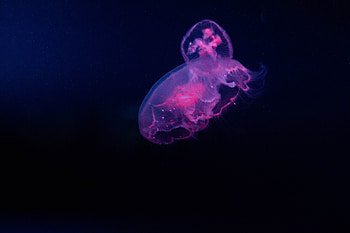 Pink, jellyfish, minimal HD wallpaper
