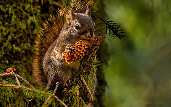 Animals, Squirrel, Cone, Bump, Dinner HD wallpaper