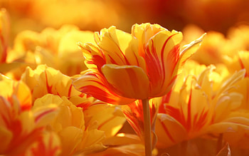 Orange Tulips computer HD wallpaper