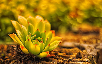 Plant, Macro, Blur, Smooth, Earth, Land, Cactus, Stone Rose HD wallpaper
