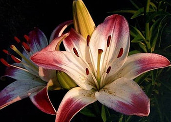 Lollipop Lily, art HD wallpaper