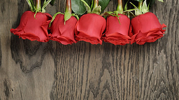 Red Roses, wood, roses, red, nature, flowers HD wallpaper