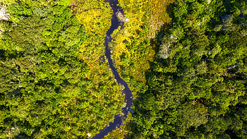 Nature, Rivers, Trees, Bush, View From Above, Forest HD wallpaper