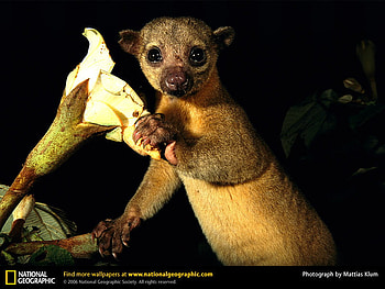 Kinkajou with a flower, animals HD wallpaper