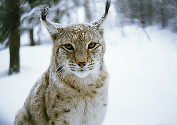 Animals, Winter, Iris, Forest, Cat, Predator HD wallpaper