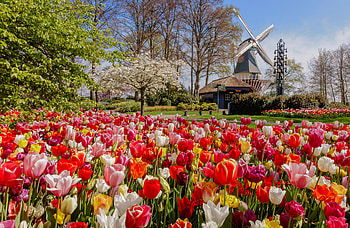 Mill and tulips in Netherland, Netherland, freshness, dutch, mill, beautiful, Holland, spring, tulips HD wallpaper