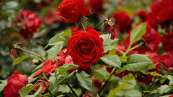 Red Roses, leaves, roses, green, red, nature, flowers HD wallpaper