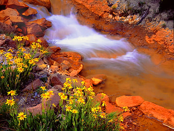 Forest water stream, beautiful, flowers, water stream, water, rocks, forest, stones HD wallpaper