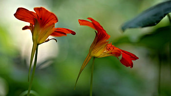 Flowers, garden, beautiful, nature HD wallpaper
