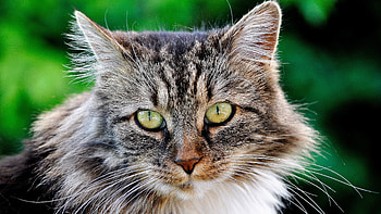 Cat , High-resolution , Beautiful feline, Captivating eyes HD wallpaper