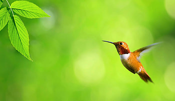 Hummingbird, Birds HD wallpaper