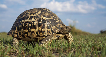 Animals, Grass, Stroll, Turtle HD wallpaper