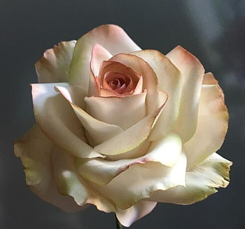 Rose, Macro, Flower, Petals HD wallpaper