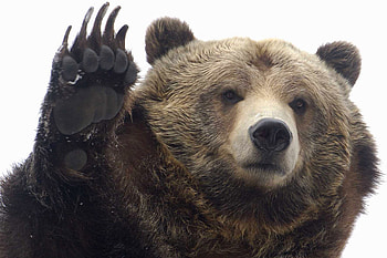 Bear , Nature background, Wildlife graphy, Majestic creature HD wallpaper
