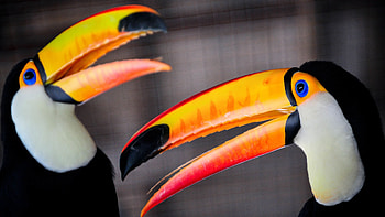 Couple, Toucans HD wallpaper
