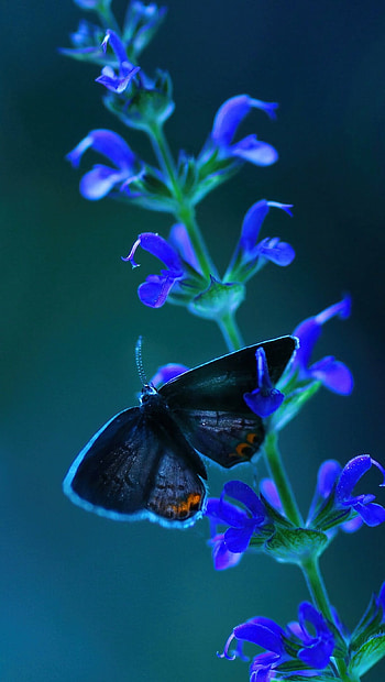 Butterfly on lavander, ultra , Stunning details, Captivating HD phone wallpaper
