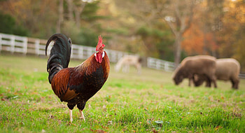 Cock, Farm Animals HD wallpaper