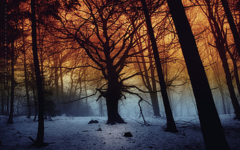 Snow, Winter, , Forest, Tree HD wallpaper