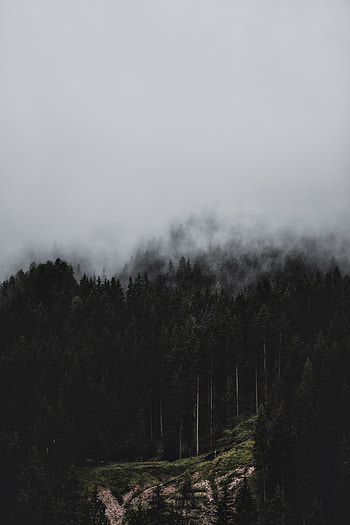 Nature, Trees, Pine, Forest, Fog HD phone wallpaper