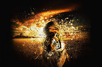 JUNGLE EXPLOSION, animal, tiger, jungle, wild, orange HD wallpaper