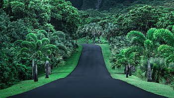 Green Road Nature , nature, road HD wallpaper