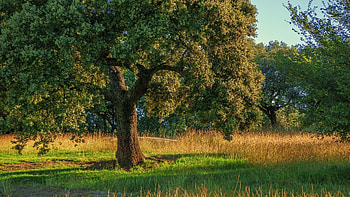 Oak Tree, Plant an oak tree, Future generations, Countrylife blog HD wallpaper