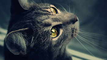 Cat looking through the window for HD wallpaper