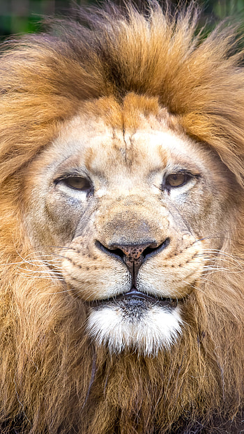 close-up, Animal, lion HD phone wallpaper