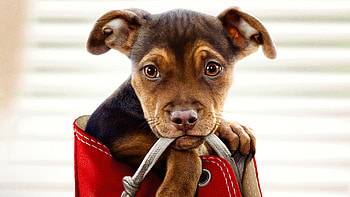 A Dogs Way Home Movie 2019, a-dogs-way-home, movies, 2019-movies, dogs, animals HD wallpaper