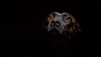 Incredibly cute dogs, resolution, Adorable , Eye-catching visuals HD wallpaper