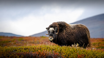 Musk ox, Dovre national park, Dovrefjell, Norway HD wallpaper