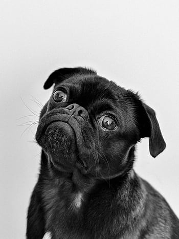 Captivating portrait of a black pug gazing curiously, captured in monochrome. HD phone wallpaper