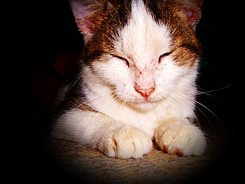 Cat Ružica, animal, kitten, cute, cat HD wallpaper