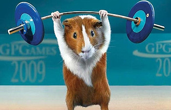 WEIGHT LIFTING, animal, guinea pig, cute, pet, rodent HD wallpaper