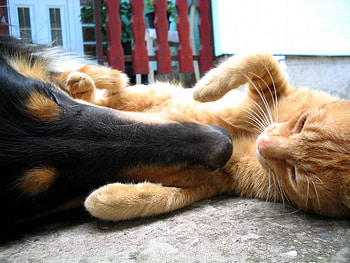 Good Friends, dog, carpet, cat, floor HD wallpaper