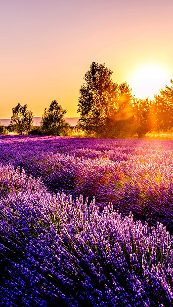 Lavender field sunset, Lush countryside, Lavender hues HD phone wallpaper