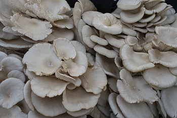 Oyster mushrooms, Immune system support, Nutritional benefits, Fungi enthusiasts HD wallpaper
