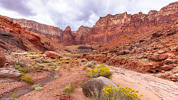 Vermillion Cliffs National Monument, Arizona, plants, clouds, flowers, sky, rocks, usa, stones HD wallpaper
