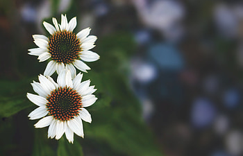 Flowers, Close-Up HD wallpaper