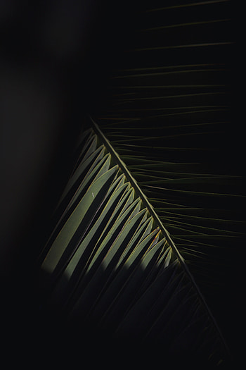 Leaves, Dark, Palm, Branch HD phone wallpaper