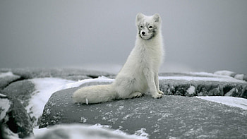 Animals, Stones, Snow, Arctic Fox, Fur HD wallpaper
