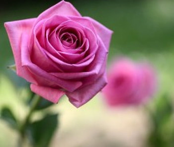 Purple Roses, purple, roses, nature, flowers, macro HD wallpaper