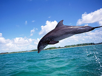 Animals, Dolfins, Sea, Fishes HD wallpaper