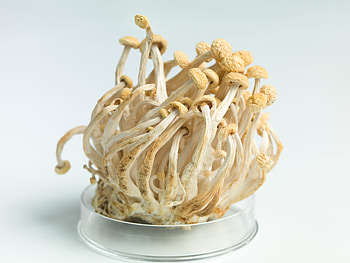 Recalled enoki mushrooms, Listeria discovery, Legal representation, Food safety HD wallpaper