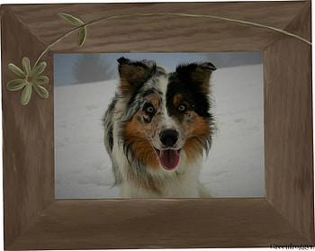 COLLIE DOG, COLLIE, DOG, ABSTRACT HD wallpaper