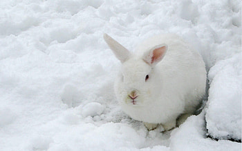 Animals, Winter, Snow, Color, Disguise, Camouflage, Hare HD wallpaper