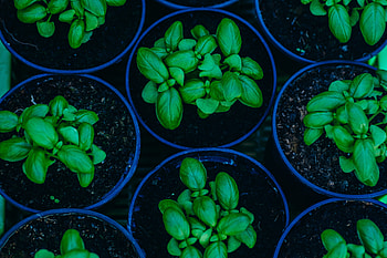 Flowers, Plant, Pots, Basil HD wallpaper