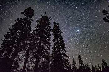 Nature, Trees, Stars, Night, Shining, Shine, Starry Sky, Brilliance HD wallpaper