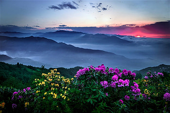 Mountain flowers, sky, flowers, mountains, sunset HD wallpaper