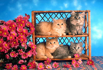 4 beautiful cats, nature, plants, wildlife, more flowers HD wallpaper